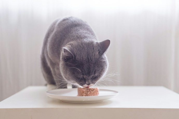 Choose Real Meat or Fish as the First Ingredient of the Wet Cat Food to Avoid Fillers That Harm Your Pet's Health