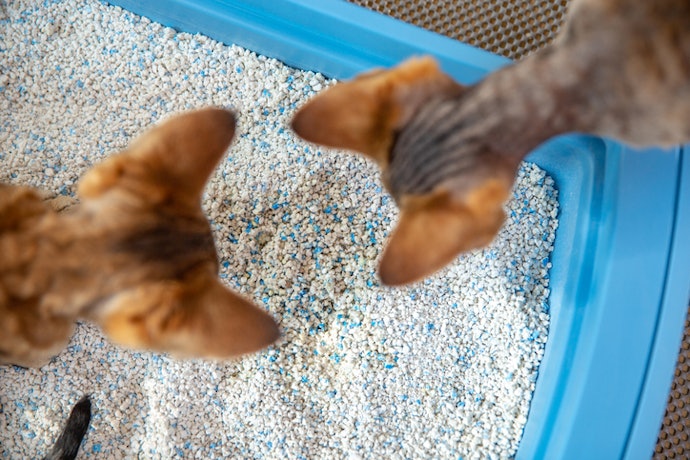 Check for Odor-Control Ingredients for a Fresher Litter Box