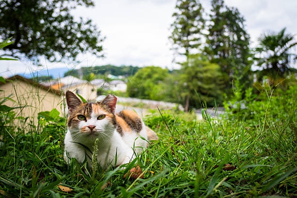 If You Prefer Natural Cat Flea Treatments, Ensure That They're Safe for Your Pet