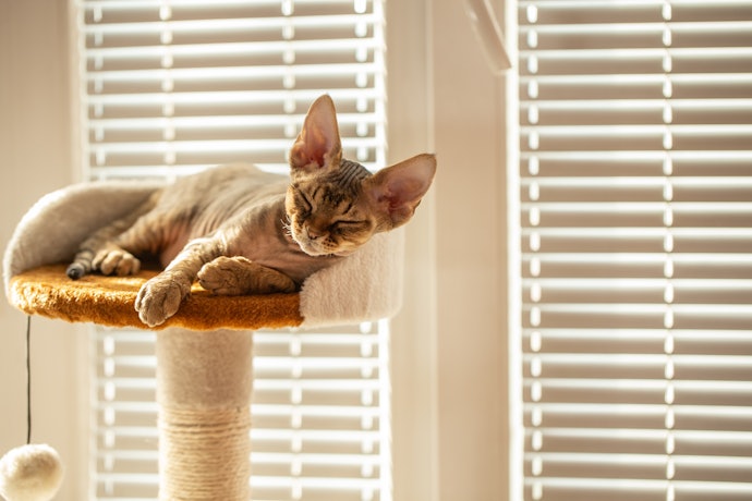Get a Scratching Post With a Good Base