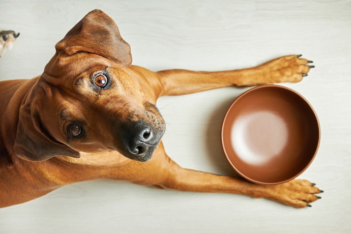 For Larger Breeds Prioritize Joint- and Digestive-Supporting Ingredients Like Prebiotics, Glucosamine, and Chondroitin