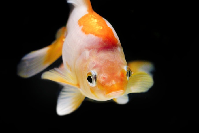 Select Color-Enhancing Formulas to Improve Vibrancy in Fancy Goldfish