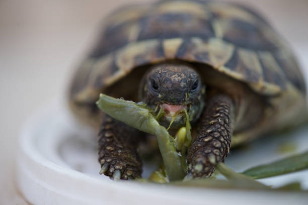 Avoid Ingredients Like Spinach or Chives Which Can Be Harmful to Turtles