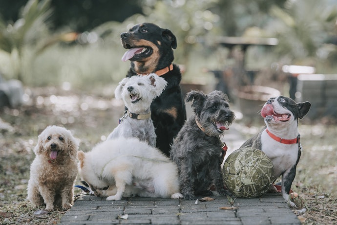 Choose a Formula Suitable for Your Dog's Breed and Size