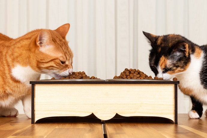 Get a Dual-Bowl Feeder if You Have Multiple Cats