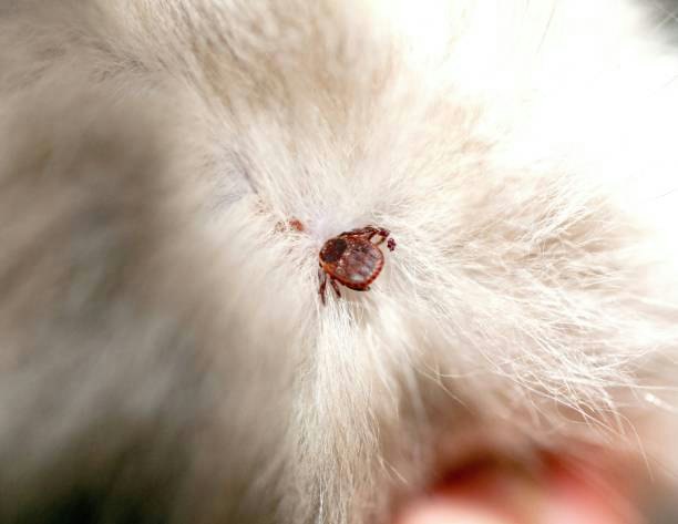 Consider Cat Flea Treatments That Also Protect Against Ticks, Lice, or Mites
