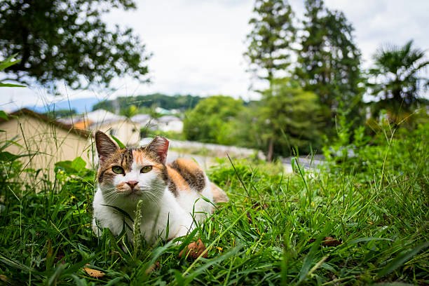 If You Prefer Natural Cat Flea Treatments, Ensure That They're Safe for Your Pet