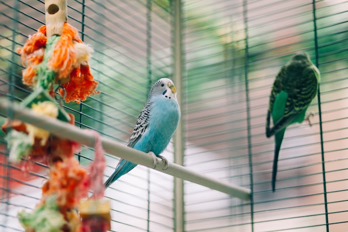 Opt for Vertical and Horizontal Bars With the Right Spacing for Climbing Birds