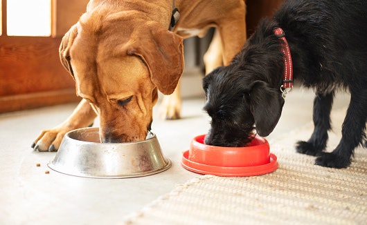 Choose a Product That's Designed for Your Dog's Age and Dietary Restrictions