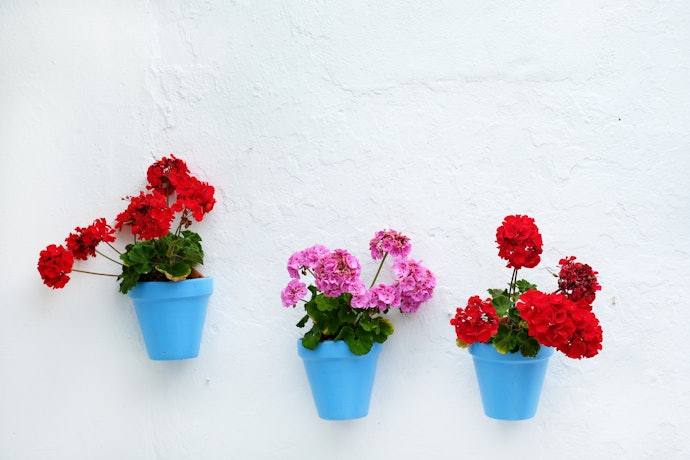Decide What to Plant in Your Wall Planter