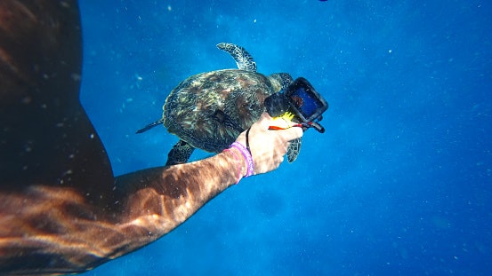 Look for Optical or Advanced Digital Stabilization to Reduce Underwater Shake