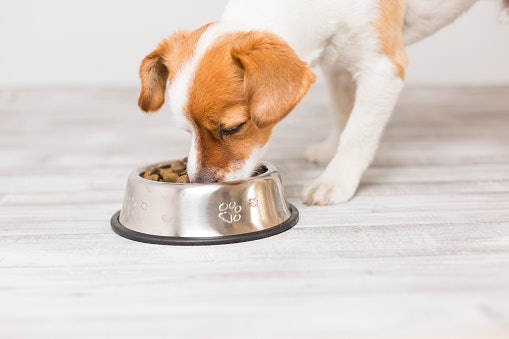 Avoid Artificial Preservatives and Fillers for a Healthier, Happier Dog