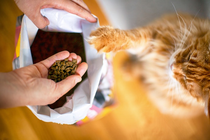 Decide the Right Kibble Size for Easy Eating