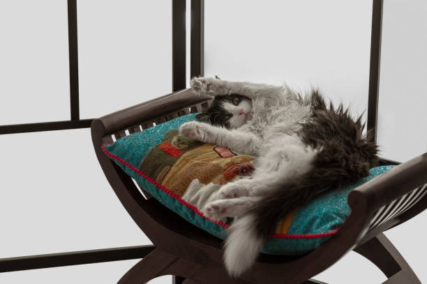Choose a Cat Hammock That’s Easy to Set Up and Store