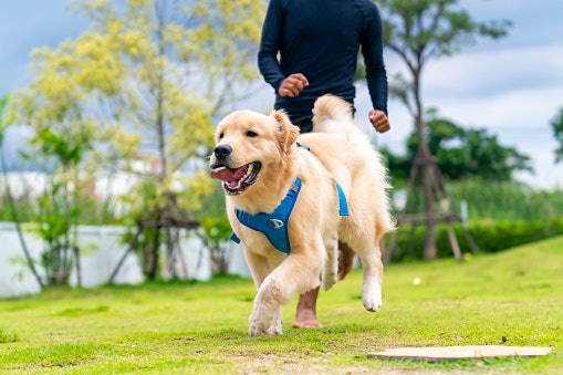 Prioritize Glucosamine, Chondroitin, and EPA for Joint and Hip Support