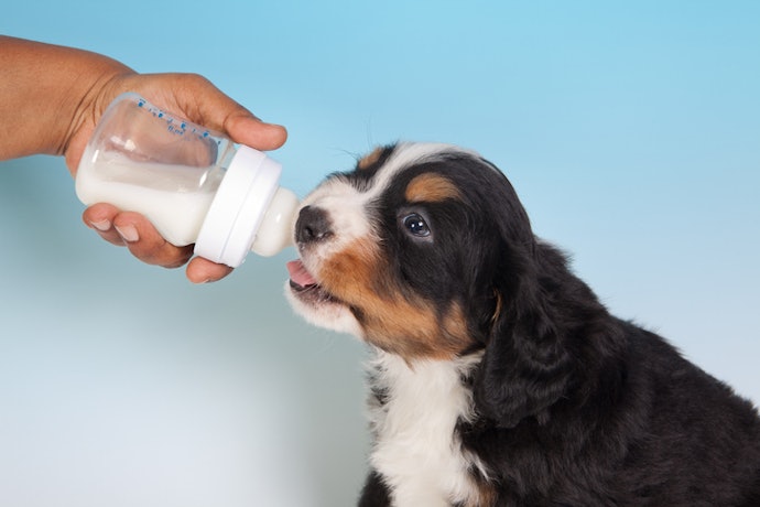 Look for a Product That Closely Resembles a Mother Dog’s Milk
