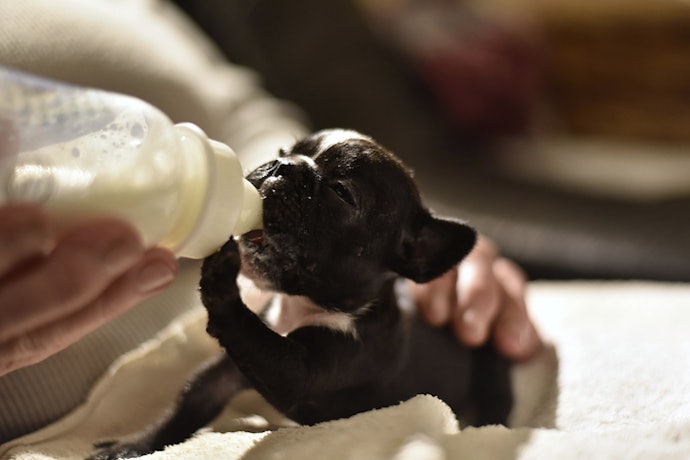 Newborn Puppies (0–4 Weeks): High-Energy, Immune-Boosting Milk
