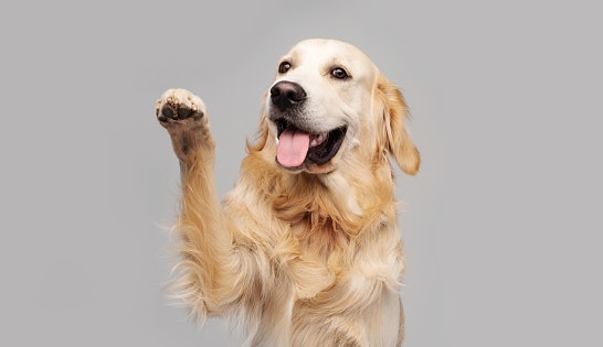 5-15% Healthy Fats Like Omega-3 and 6 for Energy and a Shiny Coat
