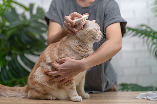 For Short-Haired Cats: Choose Rubber or Silicone Brushes to Gently Remove Loose Fur