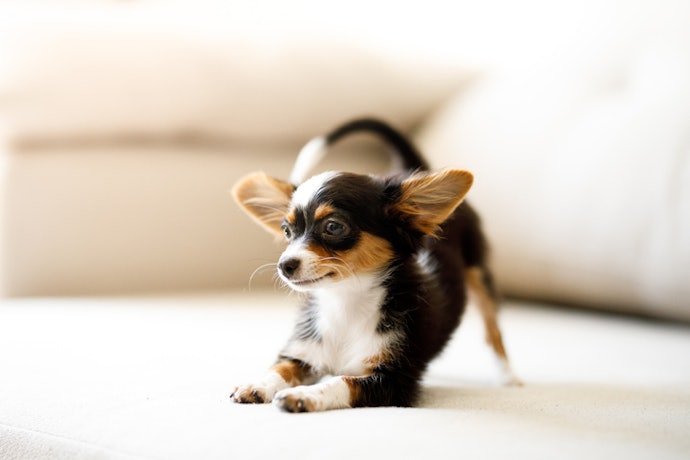 Puppies: Look for Strains That Develop the Gastrointestinal System