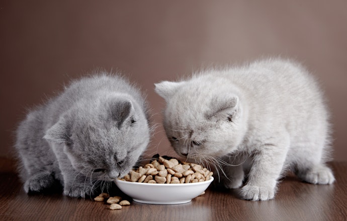 Dry Kitten Food: For Kittens With a Full Set of Teeth