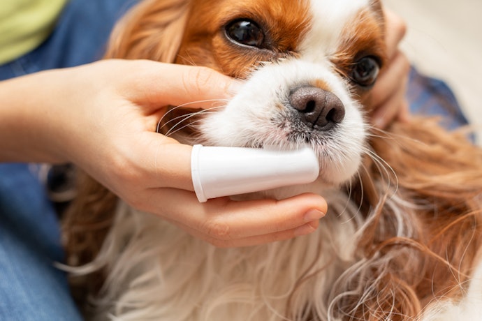 Finger Toothbrushes: Best for Puppies and Small Breeds