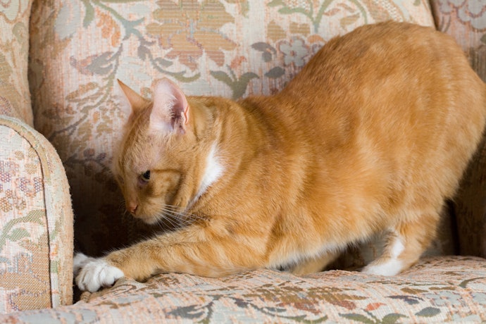 Carpets May Appeal to Cats but Are Not Advisable for Long-Term Use