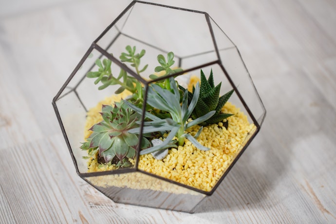 Glass Pots Help You Monitor Your Indoor Plant’s Growth