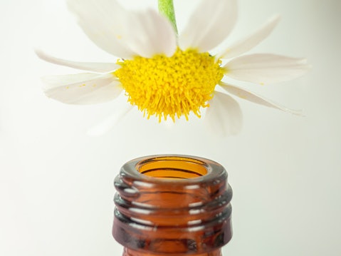 Chamomile Oil Makes It Easier to Fall Asleep