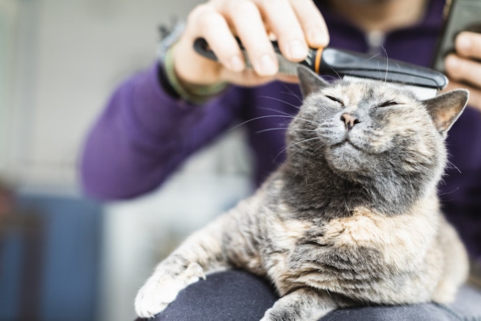 Hair Tools for Keeping Your Pet’s Coat Shiny and Tangle-Free