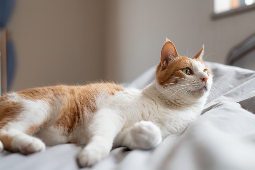 Adult Cats: Lactose-Free Milk as an Occassional Supplement or Treat
