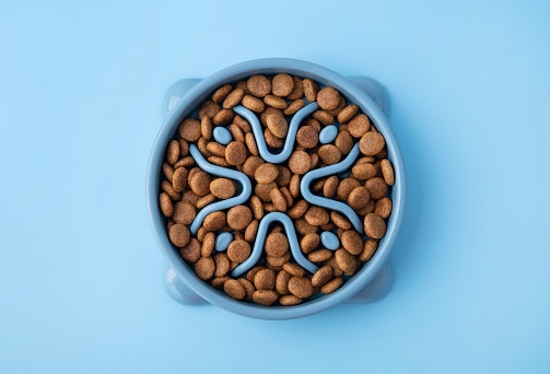 Go for Small, Flat Kibble That’s Easy for Them to Pick Up and Chew