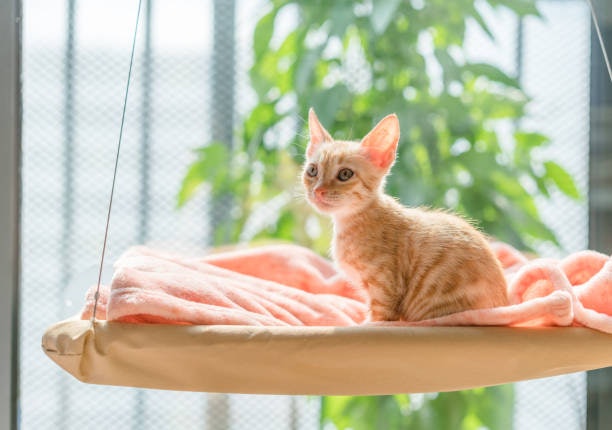Pick a Window-Mounted Hammock if Your Cat Loves Sunshine and Outdoor Views
