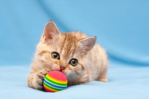 Kittens (0–8 Weeks): High-Protein, DHA-Rich Milk for Growth and Development