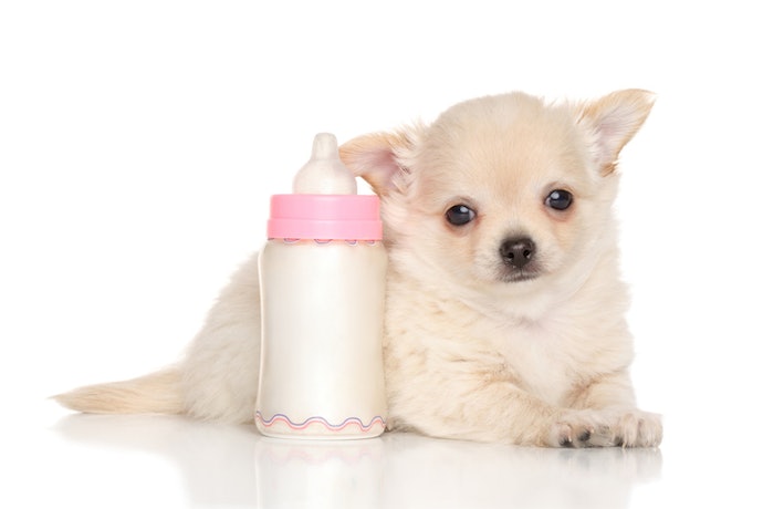 Liquid Milk Is Easier to Prepare