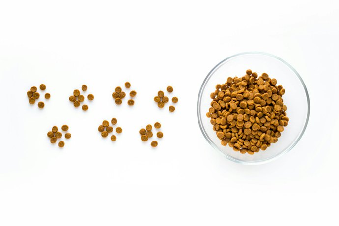Choose Dry Dog Food for a Long Shelf Life and Dental Benefits