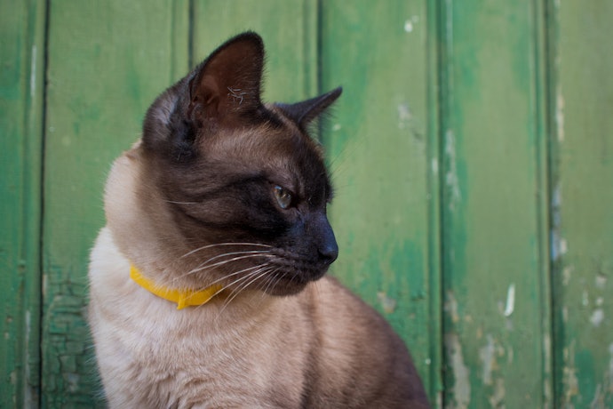 Keep Parasites at Bay With Anti-flea and -Tick Collars