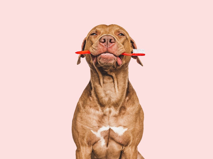 Manual Toothbrushes: Ideal for Large Breeds