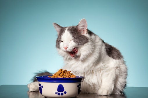 Dry Food Improves Cats' Dental Health