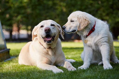 Essential Nutrients for All Puppies: Protein, Calcium, DHA, and B-Complex