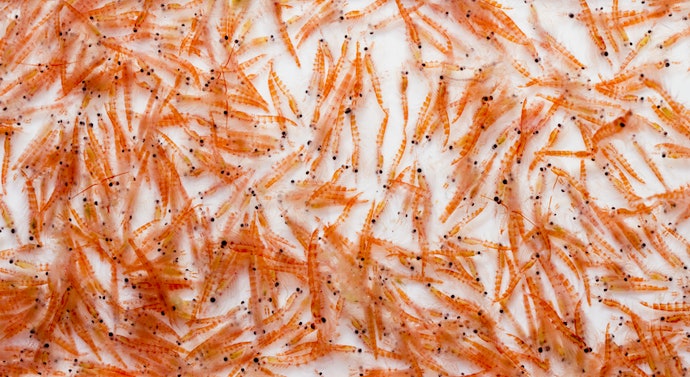 For Strength and Energy: Look for 40%+ Protein With Fish, Shrimp, or Krill as Main Ingredients
