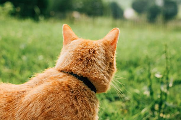 Flea Collar: For Outdoor Cats That Need Long-Duration Coverage