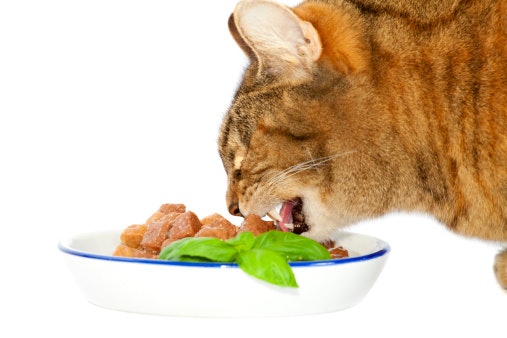 Protein Provides a Great Source Of Energy