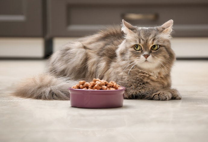For Adult Cats: Select Balanced Nutrition for Weight and Energy Maintenance