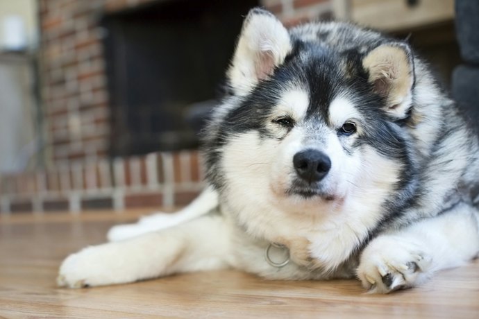 Senior Huskies: Prioritize Joint-Supporting and Easily Digestible Formulas