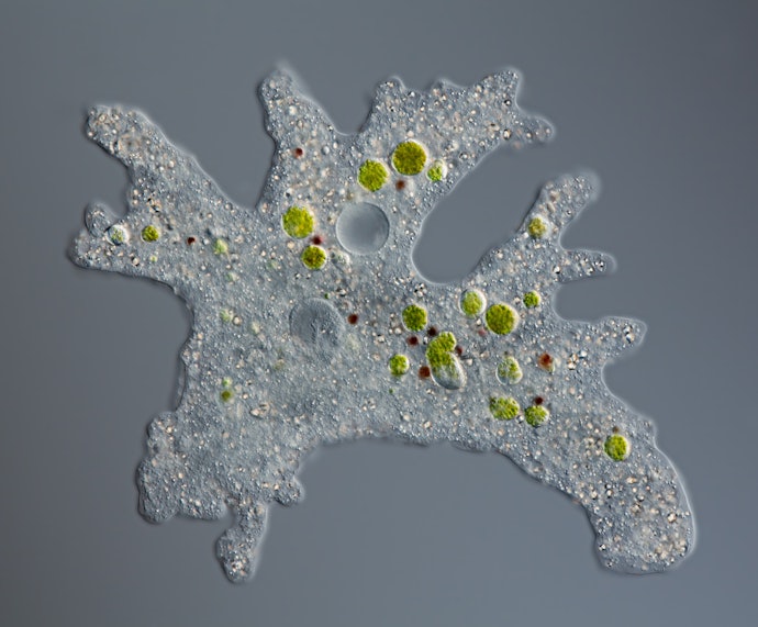 Microfiltration Works Best for Larger Microorganisms