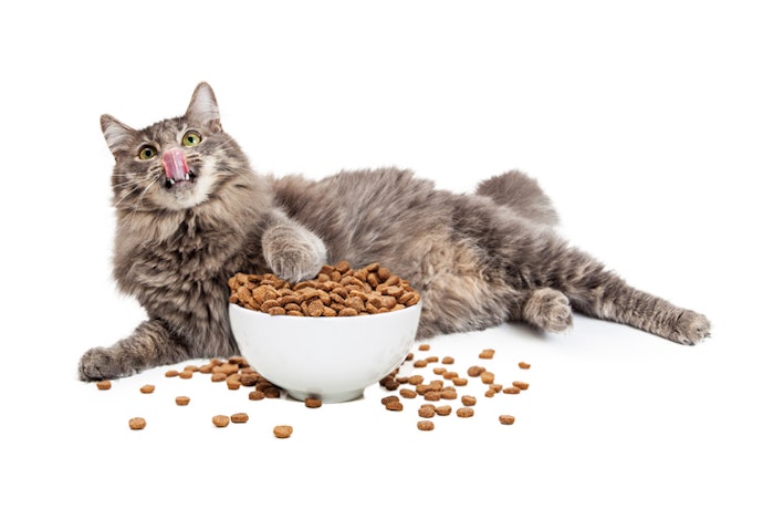 For Senior Cats: Opt for Lower-Calorie Formulas With Joint Support