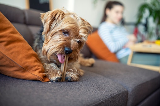 Dental Treats and Chews: Ideal for All Dogs to Maintain Oral Health