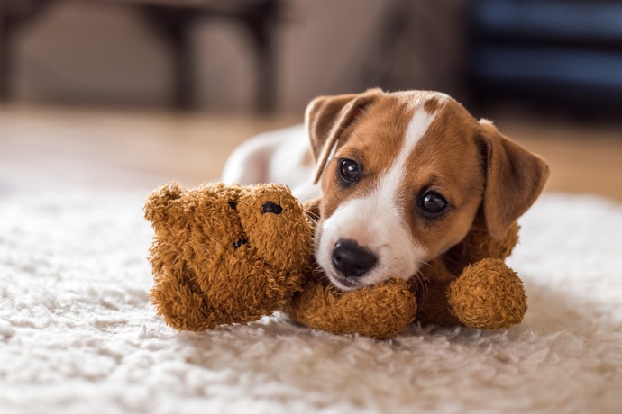 For Growing Puppies: Calcium, Phosphorus, and Vitamin D