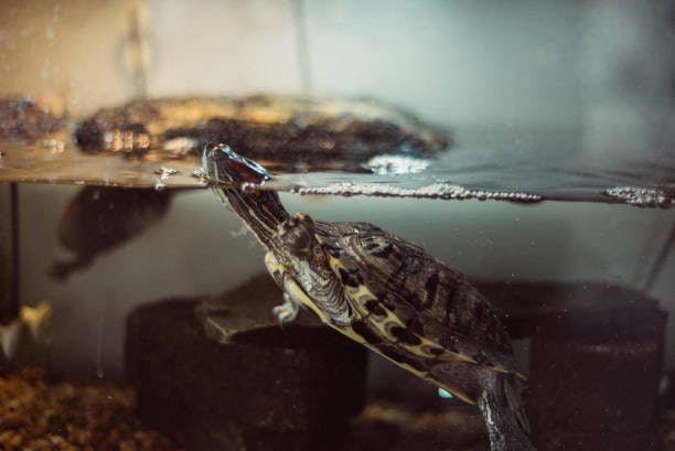 For Omnivorous Aquatic Turtles: Choose a Balanced Mix of Animal Protein and Vegetables